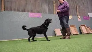 Demand barking