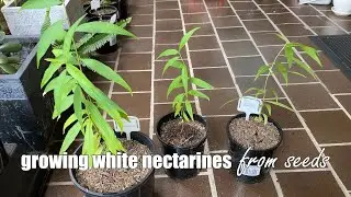 Growing White Nectarine from Seeds