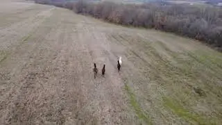 Wild Horses in the Field Running Free and Unbothered by no one EXCEPT for @NitePredator