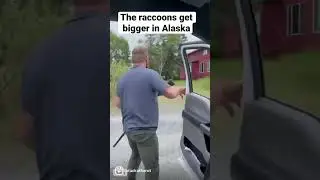The joys of living in Alaska #brownbear #dangerousanimals