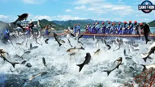How Japanese Farmers Earn $1 Million From Catching And Processing Flounder | Processing Factory
