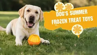 Frozen Goodies & Toys: Keep Dogs Cool in Summer