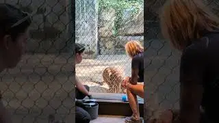 Sumatran Tiger Feeding Time