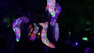 Glow Worms