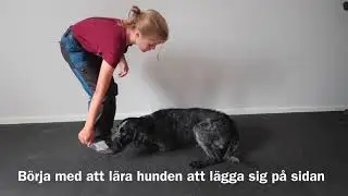 Hundtricket rulla