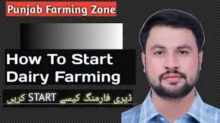 Dairy farming business in Pakistan | how to Start dairy Farming | @Punjabfarmingzone-1