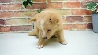 ワンラブ　名古屋市　ペットショップ　247937