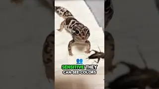 У этого милого геккона есть секретная суперспособность 😳🦎 #шорты #животные #факты