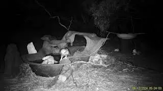*SOUND UP* Young Boobook (Ninox boobook) begging to the adult owl at one of our waterpoints.