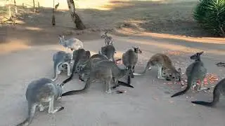 Easter Treats for the Mob… Happy Easter to you all @rufusthecouchkangaroo5999