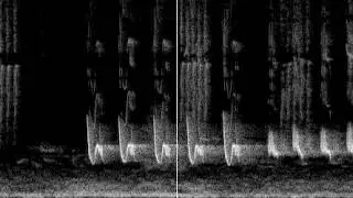 Bird song spectrogram 2