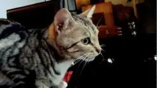 Chat Bizarre / Weird Cat