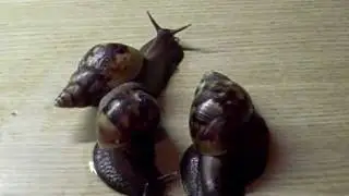 My Giant African snail pet  (Achatina fulica) at 5x speed.