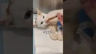 A miracle happens #animals #story #cute #love #cat