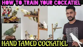 How to train cockatiel bird in tamil|Hand Taming Cockatiel Free Flight training|step by step process
