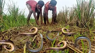 12-Year-Old Boy Catches Eels With His Bare Hands | Unique Style Fish Catching By Hand.