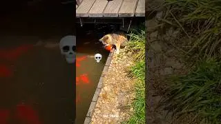 Cats are skilled hunters💀 #shorts #ytshorts #viralshort