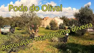 #114 Renovação total de uma oliveira