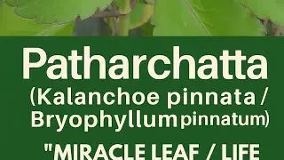 The Incredible Benefits of Kalonchoe Pinnata - Nature's Miracle Plant