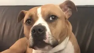 Woman does the sweetest thing for abandoned dog
