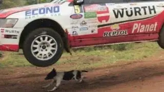Rally Codasur - Perro afortunado - Lucky dog