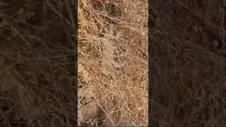 elusive creature