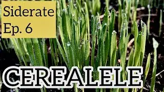 CEREALELE ca ingrasaminte verzi (SIDERATE). Cum procedam?