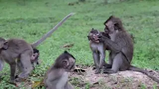 WoW! Amazing monkey Group meeting near Angkor wat temple - Amazing! monkey group meeting girl