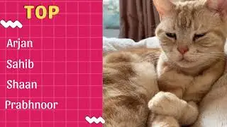 Punjabi Cat Names   50 CUTE & COOL Ideas   Names