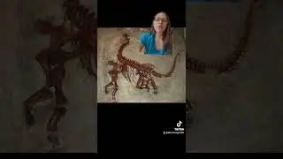 The Big Nosed Long Necks