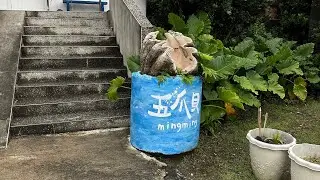 蘭嶼旅行。最終回