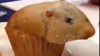 That muffin is looking awfully like a hamster