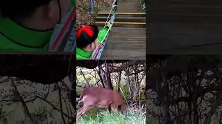 Silent Bow Shot on a Giant Deer | Intense Archery Hunt #deer