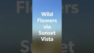 Picacho Hunter Trail - Wild Flowers via Sunset Vista