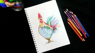 How to draw Rooster || Rooster Drawing Time-lapse || Cool Colors