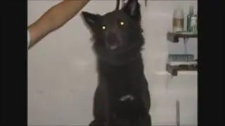 BALTO1