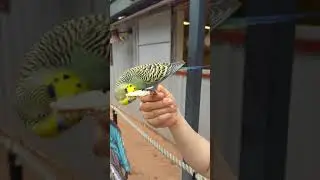Turtle Back Zoo NJ parakeet bird garden house feeding