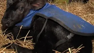 Indiana farmer uses hot tub to save baby cow