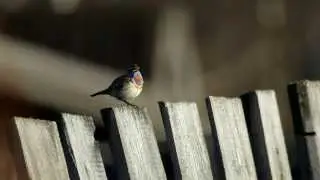 Варакушка Luscinia svecica (L.)