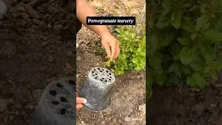Simple way to form Pomegranate seedlings  #smartfarming #gardeningtips