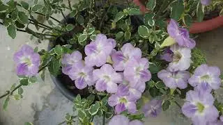 Best Summer Flowering Plant for Hanging Basket and Groundcover - Chinese Violet Plant Care Tips