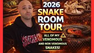 Экскурсия по моей змеиной комнате в 2026 году!! ВСЕ мои ядовитые и неядовитые змеи!