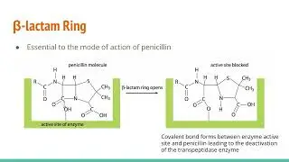 Penicillin | An Introduction to Antibacterial Medications