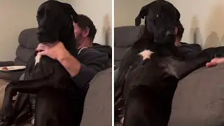 Clingy Great Dane just wants her dad's cuddles and hugs #shorts