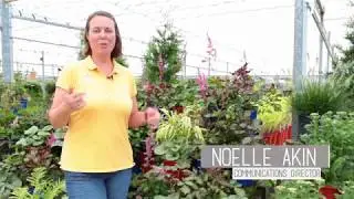 PETITTI Shade-Loving Perennial Companion Plants