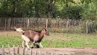 Two goats fighting on a log