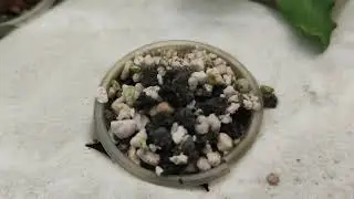 dia 4 germinacion de cannabis cbd
