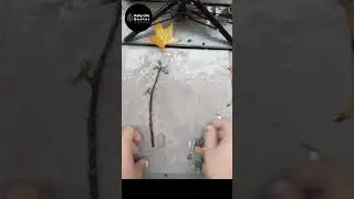 Crafting Nature into Stunning Designs!
