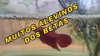 MUITO ALEVINOS DAS NINHADAS DOS BETAS, PROJETO LINHAGEM