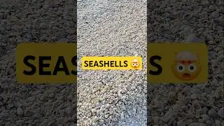 Millions & Millions of Seashells 🐚#collectingseashells #seashells